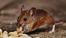 24 Hour & Emergency Exterminators in Haywood City, MO